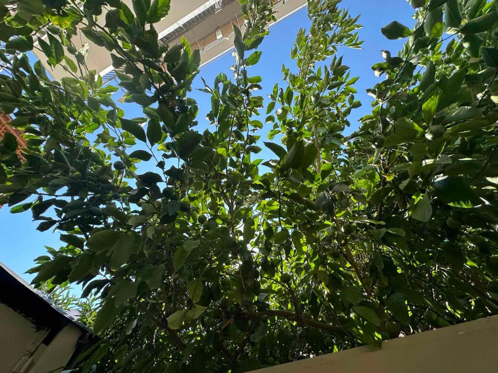 Spot Apartment *